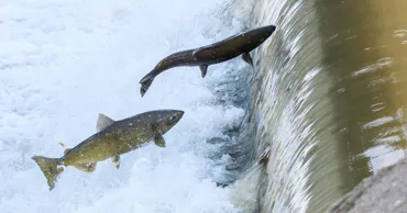 Исследование: Кокаин ускорил миграцию атлантического лосося