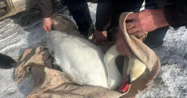На берегу реки Днестр пограничники спасли лебедя
