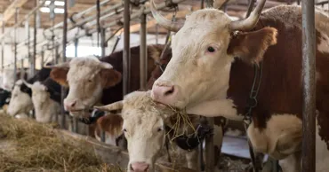 De la 30 la 200 de bovine: Cum un tânăr a dezvoltat o fermă în localitatea de baștină
