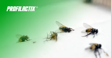 Profilactix сообщает о появлении первых мух и комаров Ⓟ