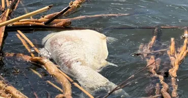 У границ Молдовы гибнет рыба: на Кучурганском водохранилище наблюдают мор толстолоба