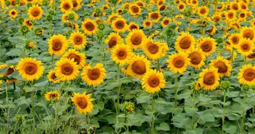 Specialiști: Recolta culturilor de floarea-soarelui ar putea fi mai bună în acest an