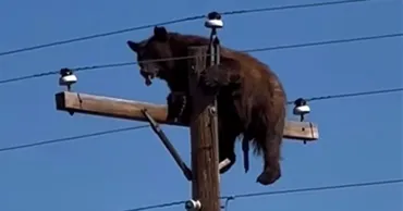 Un urs a urcat în vârful unui stâlp în SUA: Ce s-a întâmplat apoi a șocat martorii