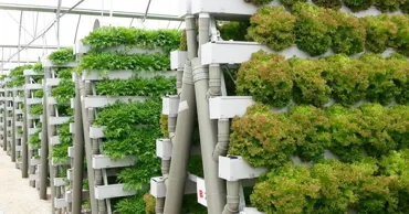 Salată crescută fără pământ și fără soare: Agricultura viitorului ajunge în Moldova