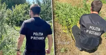 В Кишиневе владельцев участков проверяют после обнаружения конопли