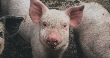 Două focare de pestă porcină africană și patru cazuri de rabie, înregistrate în Moldova