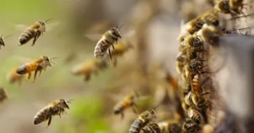 Un roi de albine a invadat un bloc de locuințe din Chișinău