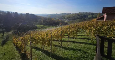 Mii de vii din R. Moldova, pe harta vinicolă a lumii. Cum se compară cu Champagne