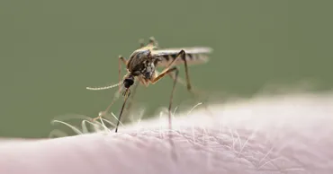 West Nile se răspândește în Grecia: 157 de cazuri și 13 decese