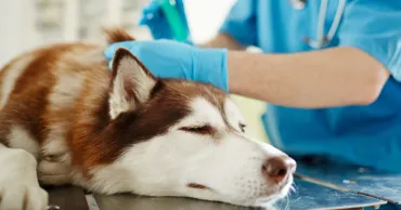 В Дубае люди массово бросают или усыпляют домашних животных