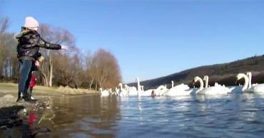 На севере республики на Днестре образовалась целая колония лебедей.