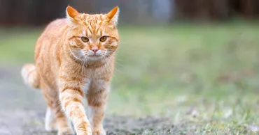 В Бельцах мужчине, убившему кошку, грозит год тюрьмы