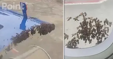 Un avion din India nu a putut decola din cauza unui roi de albine