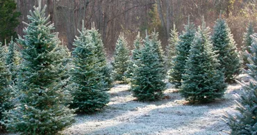 В Молдове за незаконную вырубку елей грозит крупный штраф