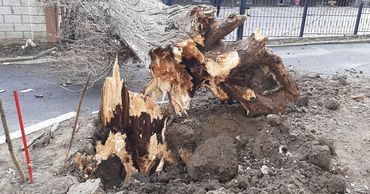 В столице сильный ветер повалил дерево на жилой дом.