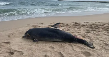 Aproape 100 de delfini au murit pe litoralul românesc de la începutul anului