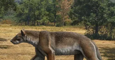 Cercetătorii spanioli au descoperit o nouă specie de „câine-urs”