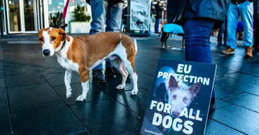 ЕС усилит защиту собак и кошек от жестокого обращения и нечестной торговли