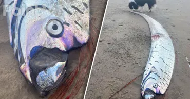 Peștele Apocalipsei a fost aruncat pe o plajă din Australia