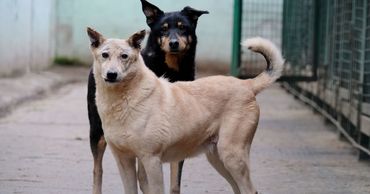 Анастасов: В Комрате удалось снизить количество бездомных собак.