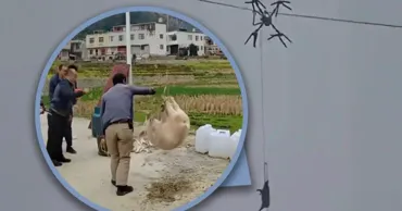 Un porc transportat cu o dronă a lăsat un sat întreg fără electricitate în China