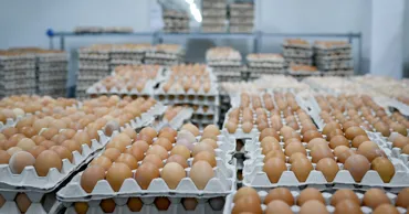 Reguli noi la comercializarea ouălor: Informații mai exacte pe ambalaj și evidență mai strictă a produselor