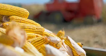 Украина вошла в число крупнейших покупателей молдавской кукурузы
