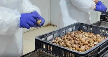 Украина расширит экспорт в Молдову: улитки, икра и мясопродукты
