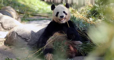 Китай передаст США двух панд накануне встречи Трампа и Си Цзиньпиня