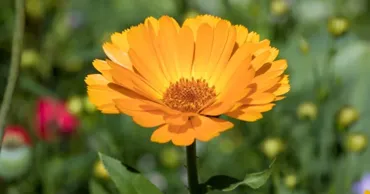 Ученые предложили обычную календулу в качестве источника белка в рационе