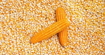 Кукуруза теряет позиции в Молдове: экспорт в 5,7 раза ниже рекордного показателя
