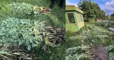 Более 200 растений мака обнаружили во дворе жительницы Крузешт
