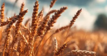 Impozitarea inversă a TVA-ului se va aplica la nouă culturi agricole