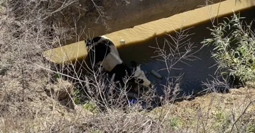 Momentul în care o vacă este salvată după ce a căzut într-o groapă de cinci metri