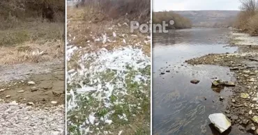 Trei lebede moarte au fost găsite pe malul Nistrului, la Naslavcea