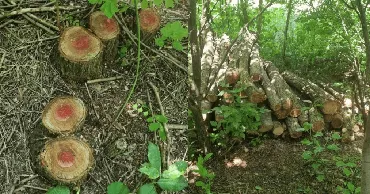 В Дондюшанском районе вырубили почти 100 деревьев: ущерб превысил 30 000 леев