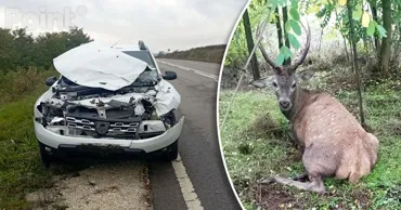 В Каларашском районе произошло необычное ДТП: олень попал под колеса авто
