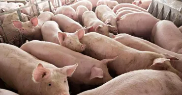Fermele din Roșcani și Cimișeni și-au reluat activitatea după eradicarea focarelor de pestă porcină