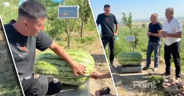 Молдавский фермер вырастил гигантский арбуз