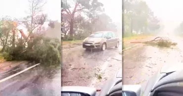 Ploaie torențială și copaci doborâți pe traseul M5, între Bălți și Recea