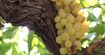 В Молдове растут темпы экспорта и цены на столовый виноград. Фото: east-fruit.com.