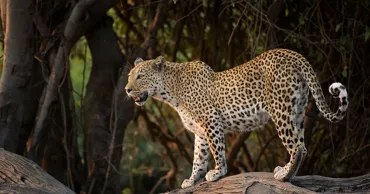 Leoparzii din Africa de Vest, pe cale de dispariție: Au rămas doar 350