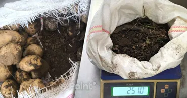 В Молдову не пустили более 40 тонн молодого картофеля: оказался слишком грязным