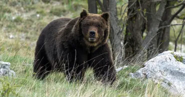 O turistă din Ucraina a fost mușcată de un urs pe Transfăgărășan
