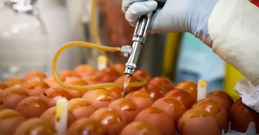 Генетики научились «программировать» куриные яйца на производство лекарств