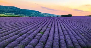 Aromaterapie în aer liber: Lanurile de lavandă și-au deschis porțile