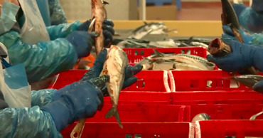 Молдова начнёт экспортировать в Евросоюз морскую рыбу.