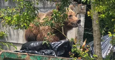 Un urs intrat în curtea unui spital din Brașov a fost împușcat