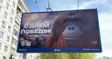 В России начали проверку из-за баннера с орангутаном ко Дню победы
