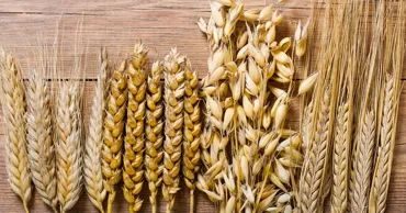 Prețul orzului, egalat cu cel al grâului: O situație rară pe piața cerealelor